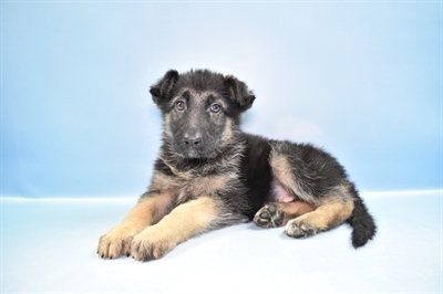 German Shepherd-DOG-Female-Black and Tan-11605-Petland Robinson, PA