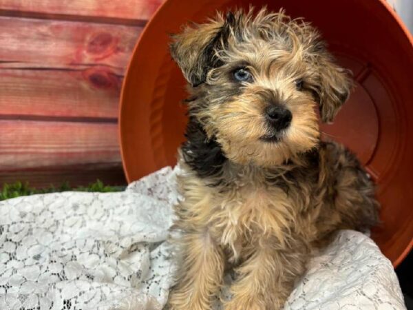Schnoodle DOG Male Merle 11594 Petland Robinson, Pittsburgh, PA