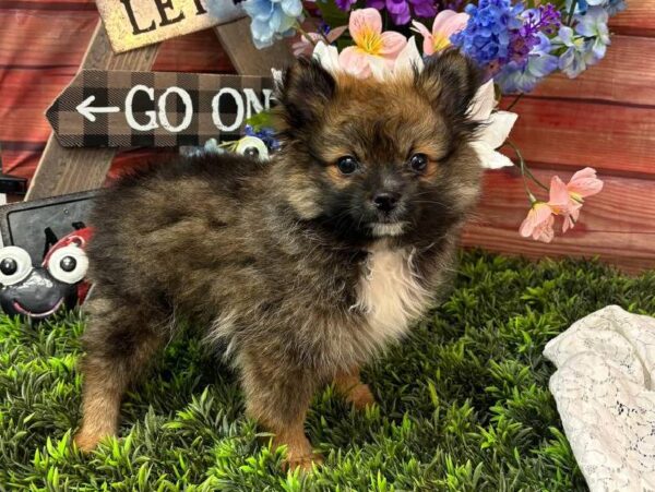 Pomeranian-DOG-Female-Orange Sable-11593-Petland Robinson, PA