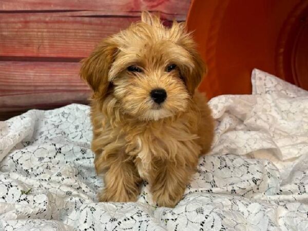 Mini Goldendoodle 2nd Gen.-DOG-Female-Apricot-11592-Petland Robinson, Pittsburgh, PA