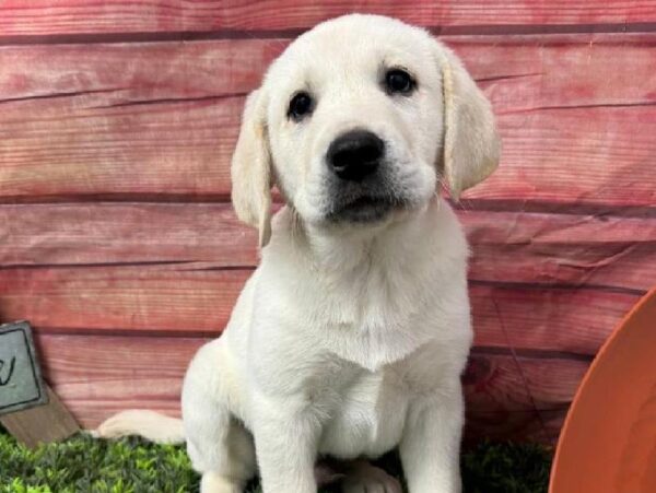 Labrador Retriever-DOG-Male-Yellow-11661-Petland Robinson, PA