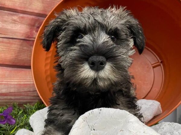 Mini Schnauzer-DOG-Male-Salt / Pepper-11657-Petland Robinson, PA