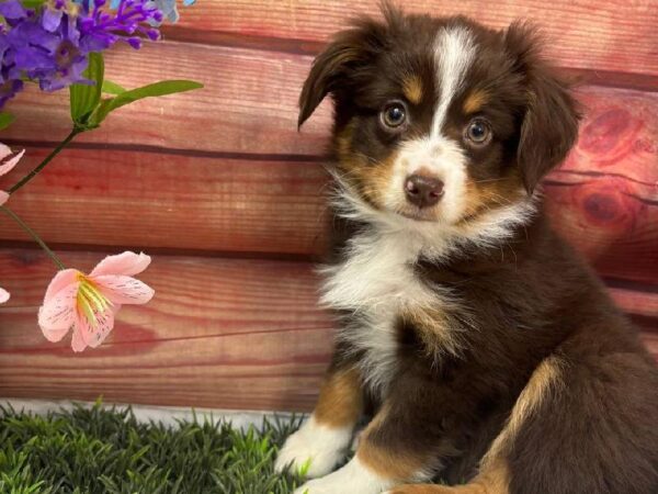 Miniature American Shepherd-DOG-Male-Red-11636-Petland Robinson, PA