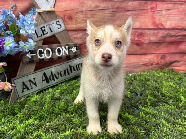 Siberian Husky-DOG-Female-Red & White-11667-Petland Robinson, Pittsburgh, PA