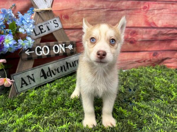 Siberian Husky-DOG-Female-Red & White-11667-Petland Robinson, PA