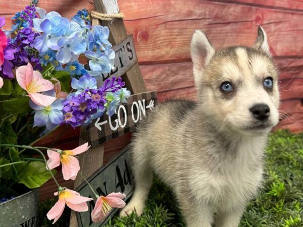 Siberian Husky-DOG-Male-Agouti & White-11669-Petland Robinson, PA