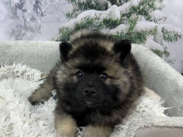 Keeshond-DOG-Male-Black / Silver-11490-Petland Robinson, PA