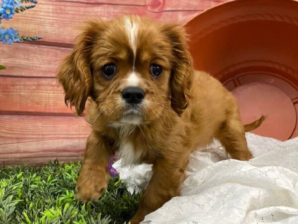 Cavalier King Charles Spaniel-DOG-Male-Ruby-11656-Petland Robinson, Pittsburgh, PA