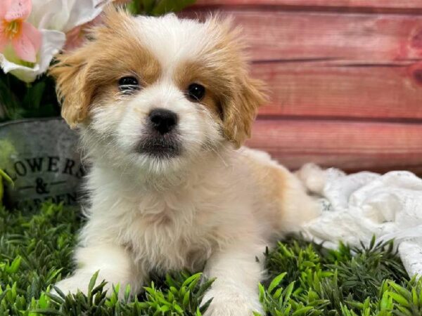 Peke-a-poo-DOG-Female-Fawn-11606-Petland Robinson, PA