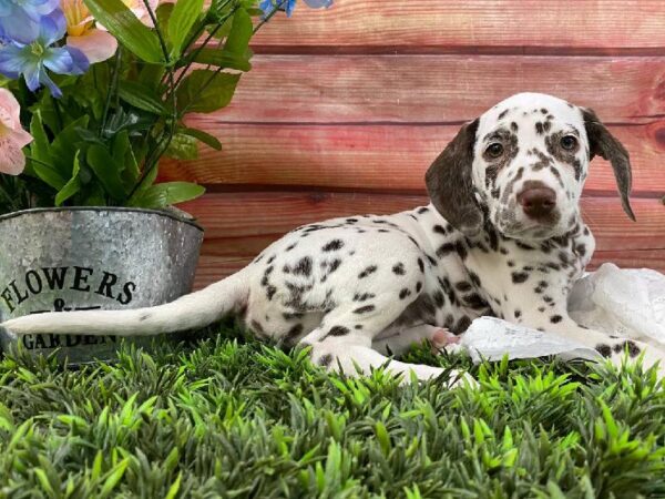 Dalmatian-DOG-Female-White and Liver Brown-11691-Petland Robinson, PA