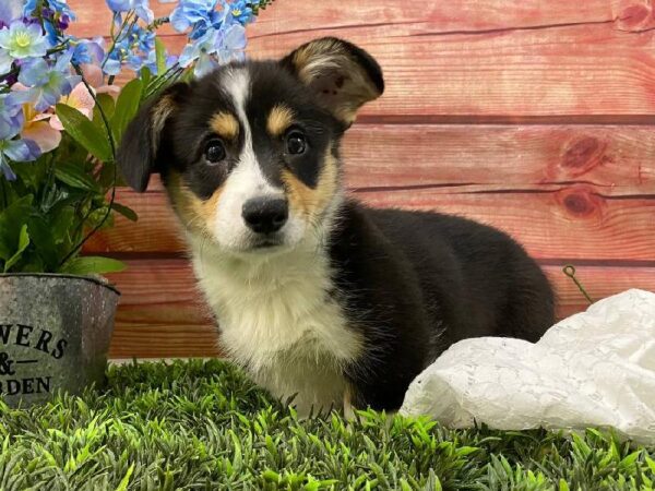 Pembroke Welsh Corgi-DOG-Male-Black and Tan-11692-Petland Robinson, Pittsburgh, PA