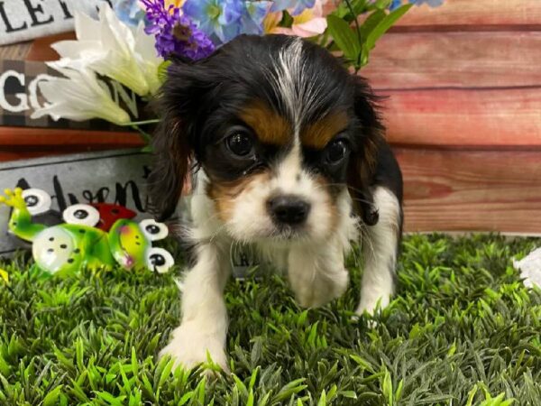 Cavalier King Charles Spaniel-DOG-Male-Black and White-11694-Petland Robinson, Pittsburgh, PA
