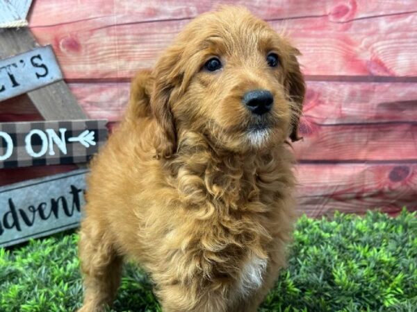 Miniature Goldendoodle-DOG-Male-Apricot-11689-Petland Robinson, PA