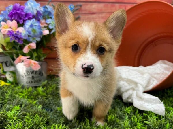 Pembroke Welsh Corgi-DOG-Female-Red White / Sable-11724-Petland Robinson, Pittsburgh, PA