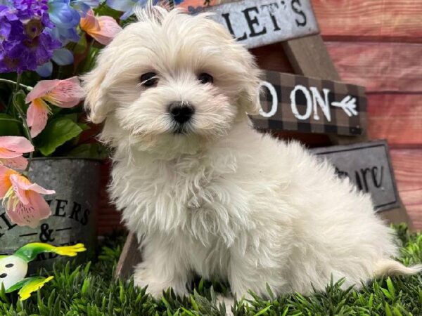 Maltipoo-DOG-Female-White-11687-Petland Robinson, Pittsburgh, PA