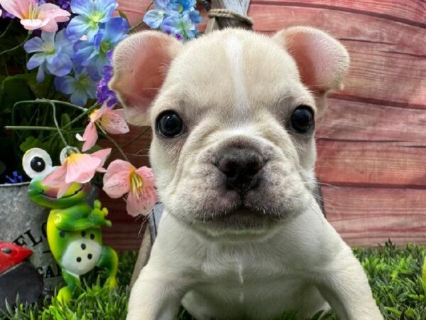 French Bulldog-DOG-Male-Cream-11685-Petland Robinson, PA