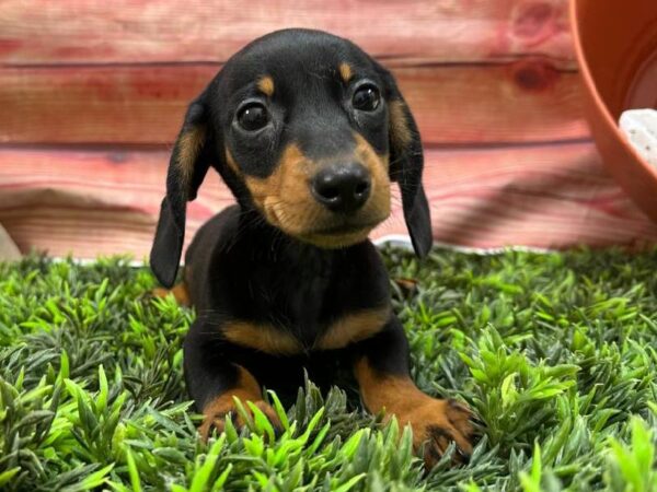 Dachshund-DOG-Male-Black / Tan-11713-Petland Robinson, Pittsburgh, PA