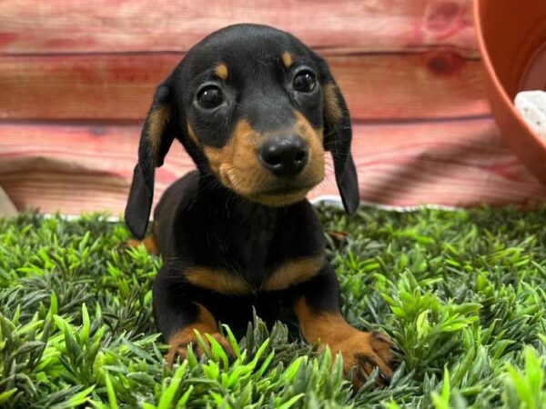 Dachshund-DOG-Male-Black / Tan-11713-Petland Robinson, PA