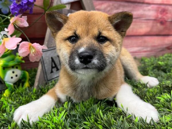 Shiba Inu-DOG-Male-Red Sesame-11683-Petland Robinson, PA