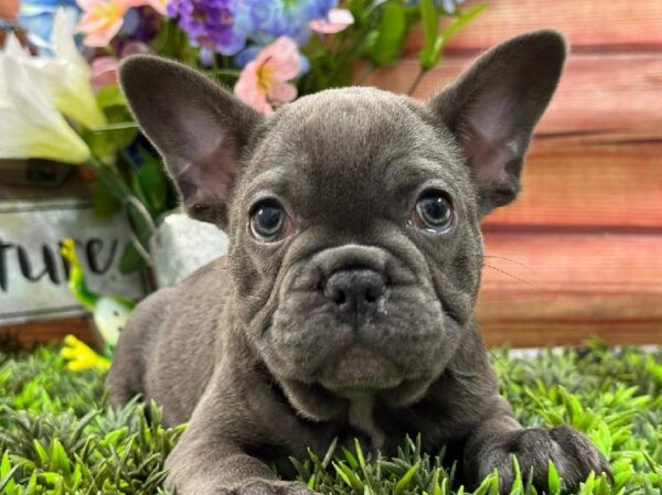 French Bulldog-DOG-Female-Blue-11722-Petland Robinson, Pittsburgh, PA