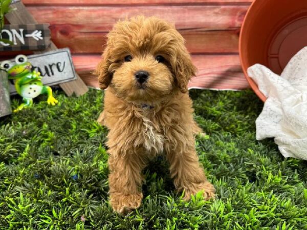Mini Goldendoodle 2nd Gen.-DOG-Male-Red-11720-Petland Robinson, Pittsburgh, PA