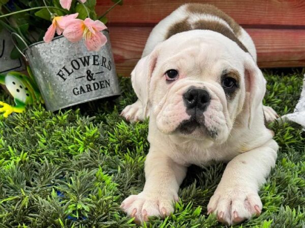 Victorian Bulldog-DOG-Male-Red / White-11715-Petland Robinson, Pittsburgh, PA
