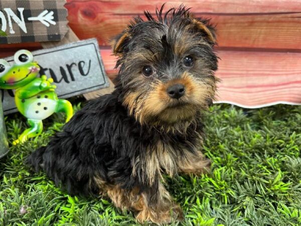 Yorkie-DOG-Male-Black / Tan-11714-Petland Robinson, PA