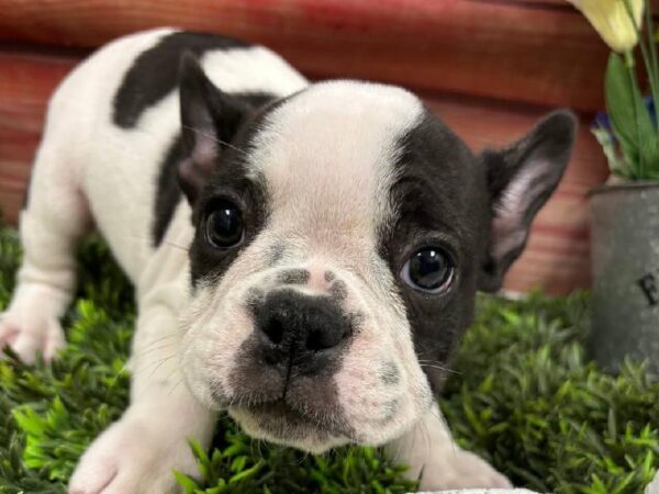French Bulldog-DOG-Male-Brindle & White-11771-Petland Robinson, Pittsburgh, PA