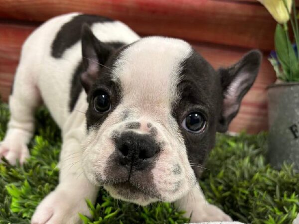 French Bulldog-DOG-Male-Brindle & White-11771-Petland Robinson, PA