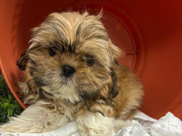 Shih Tzu-DOG-Male-Gold / White-11770-Petland Robinson, PA