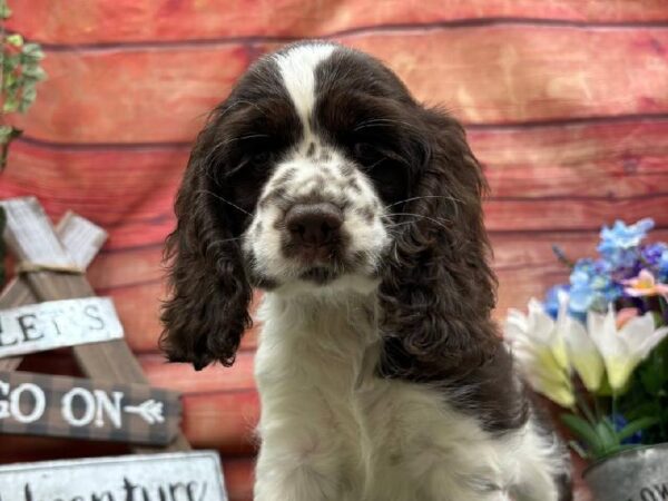 Cocker Spaniel-DOG-Female-Chocolate-11764-Petland Robinson, PA