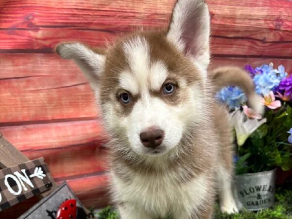 Siberian Husky-DOG-Female-Red / White-11773-Petland Robinson, PA