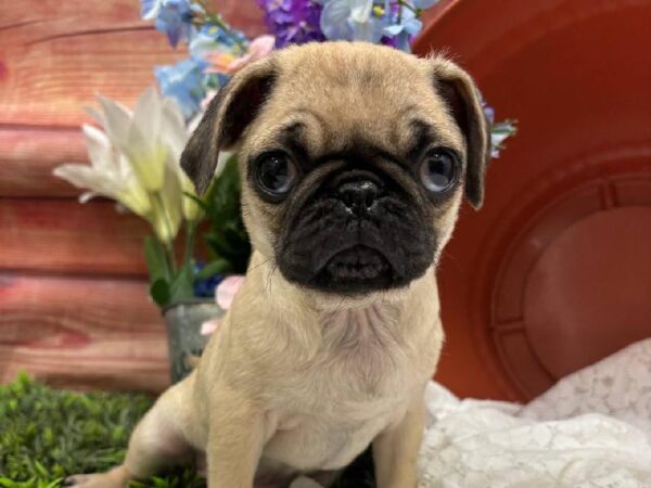 Pug-DOG-Female-Fawn-11776-Petland Robinson, Pittsburgh, PA