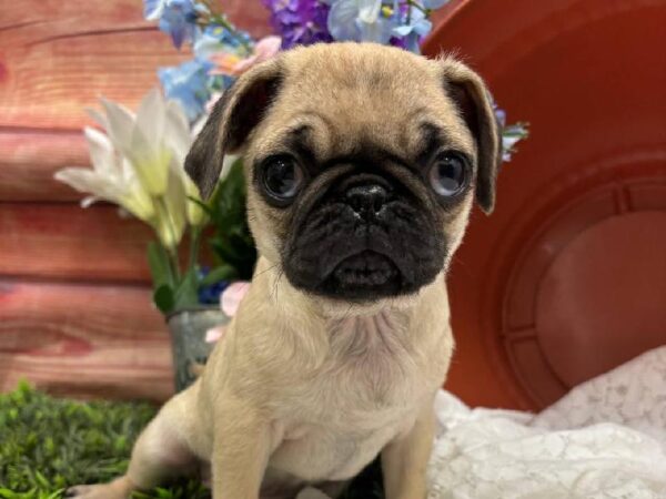 Pug-DOG-Female-Fawn-11776-Petland Robinson, PA