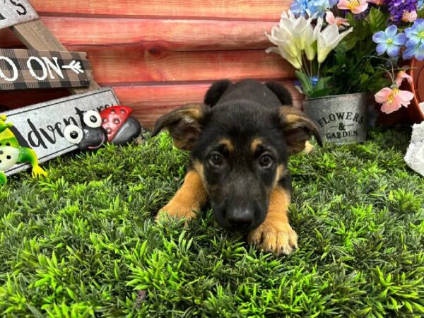 German Shepherd-DOG-Male-Black / Tan-11763-Petland Robinson, PA