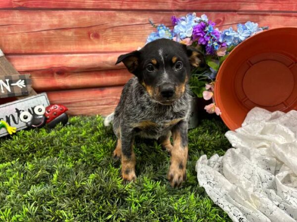 Australian Cattle Dog-DOG-Male-Blue Mottled-11765-Petland Robinson, Pittsburgh, PA