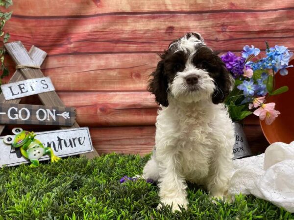 Cockapoo-DOG-Female-Chocolate / White-11780-Petland Robinson, Pittsburgh, PA