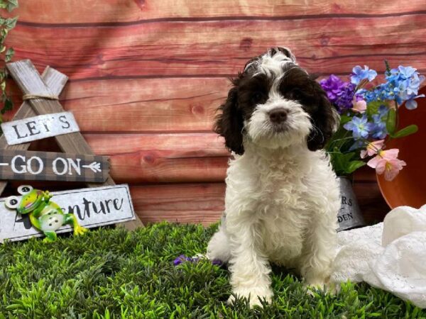 Cockapoo-DOG-Female-Chocolate / White-11780-Petland Robinson, PA