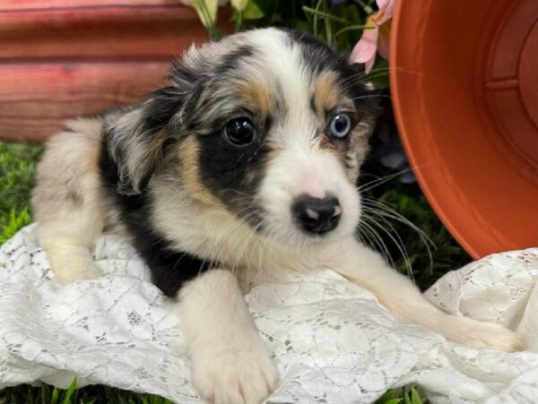 Miniature Australian Shepherd-DOG-Female-Blue Merle White and Tan-11786-Petland Robinson, PA