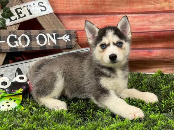 Pomsky 2nd gen.-DOG-Female-Black / White-11811-Petland Robinson, PA