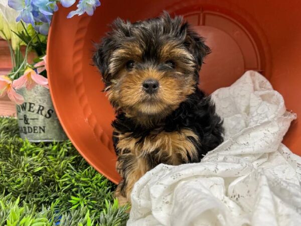 Yorkie-DOG-Male-Black / Tan-11809-Petland Robinson, PA