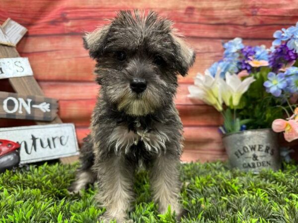 Mini Schnauzer-DOG-Female-Salt / Pepper-11806-Petland Robinson, Pittsburgh, PA