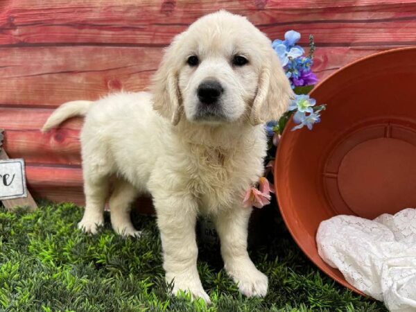 Golden Retriever-DOG-Female-Cream-11810-Petland Robinson, Pittsburgh, PA