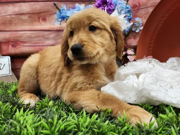 Golden Retriever-DOG-Female-Dark Golden-11726-Petland Robinson, PA