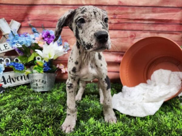 Great Dane-DOG-Male-Merle-11732-Petland Robinson, PA