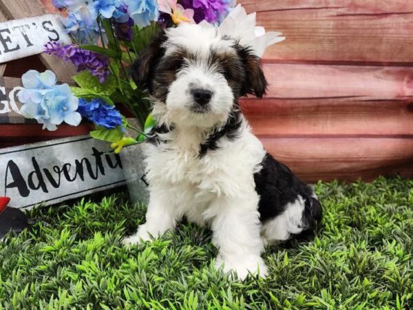 Yorkie-DOG-Male-Black Tan and White-11730-Petland Robinson, PA