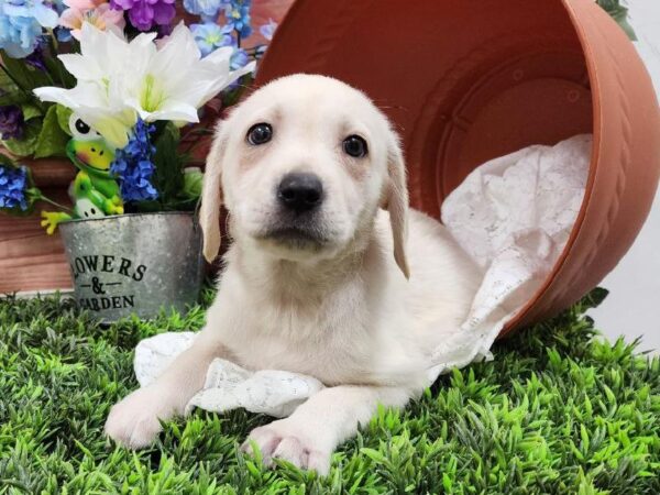 Labrador Retriever-DOG-Female-Yellow-11733-Petland Robinson, PA