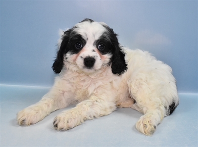 Cavapoo-DOG-Female-Black and White-11817-Petland Robinson, Pittsburgh, PA
