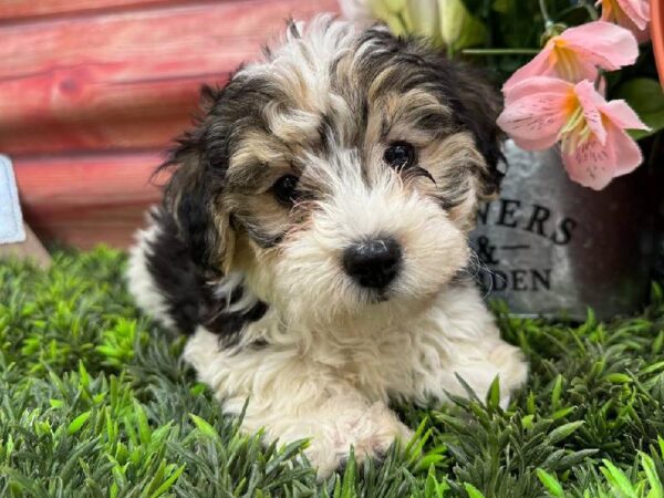 Yorkie-Poo-DOG-Female-Black / White-11834-Petland Robinson, Pittsburgh, PA