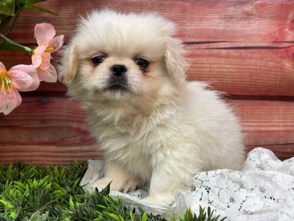 Pekingese-DOG-Male-Cream-11598-Petland Robinson, Pittsburgh, PA